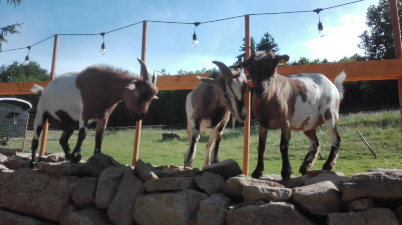 Zuruck Zur Natur - Urlaub Im Zirkuswagen, Sommeratelier Oder Schindelwagen Adenbach Extérieur photo